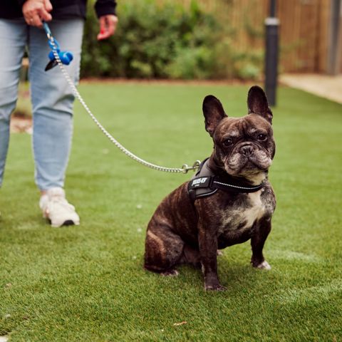 Native Junction June2023 1230H